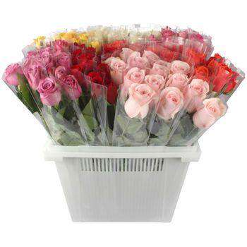 Rosas Individuales - Firenze Rose™