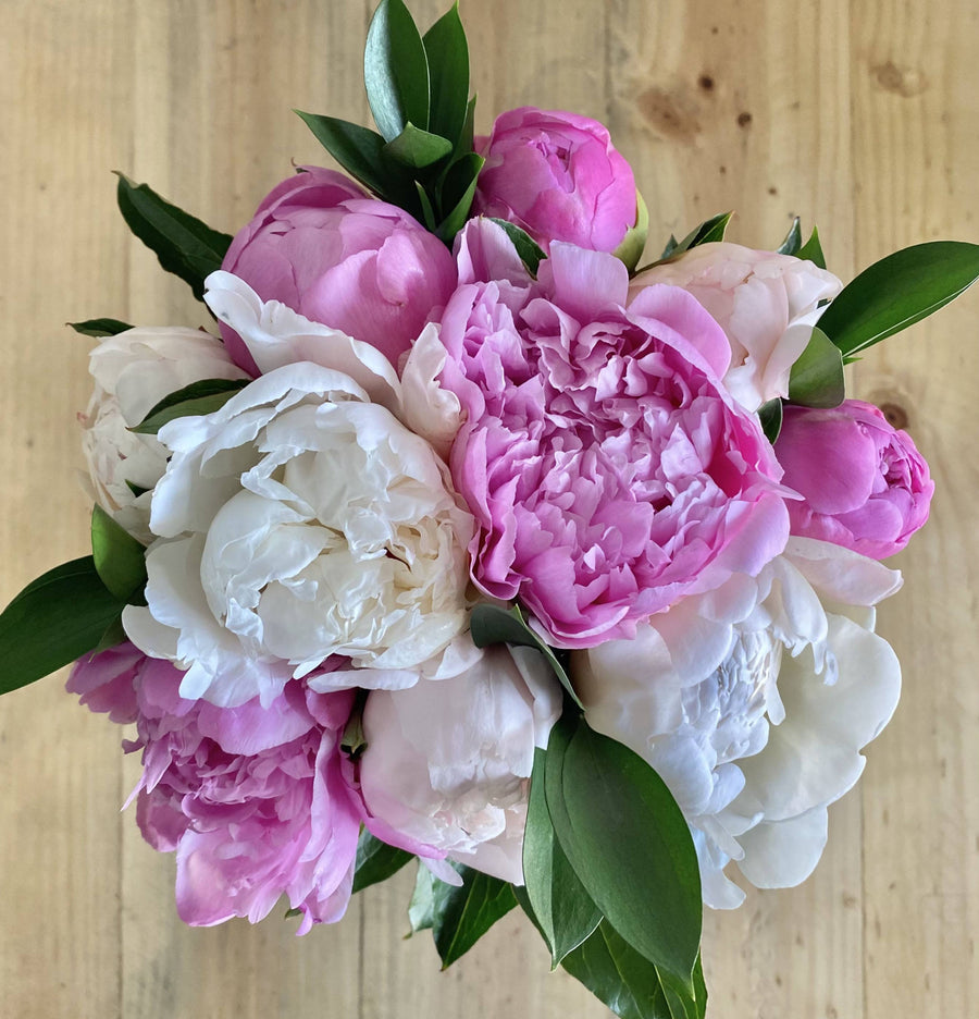 Ramo de 10 Peonías Bicolor - Rosadas y Blancas - Firenze Rose™